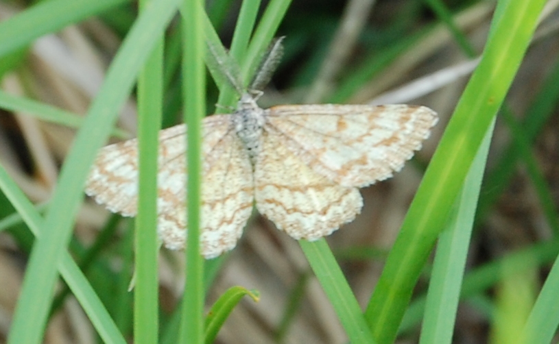 farfalla beige - Ematurga atomaria